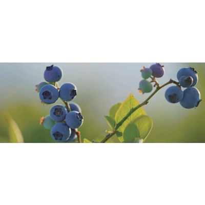 蓝莓灌溉及水肥一体化管理规程